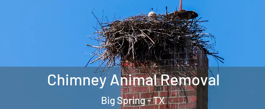 Chimney Animal Removal Big Spring - TX