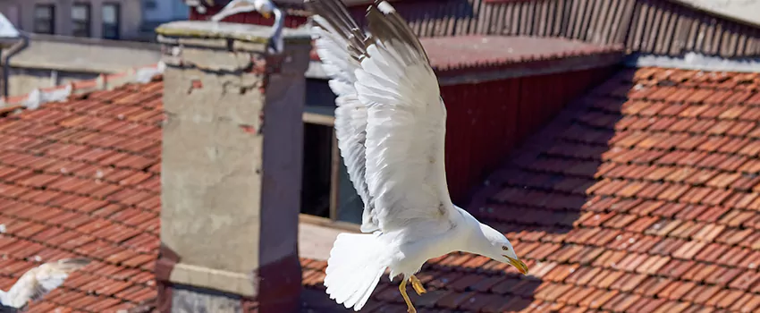 Residential Chimney Animal Removal Solution in Big Spring, TX
